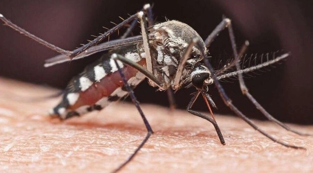 Mỹ thả hơn 2 tỉ con muỗi đực bị biến đổi gene để làm giảm các bệnh truyền nhiễm - Ảnh 2