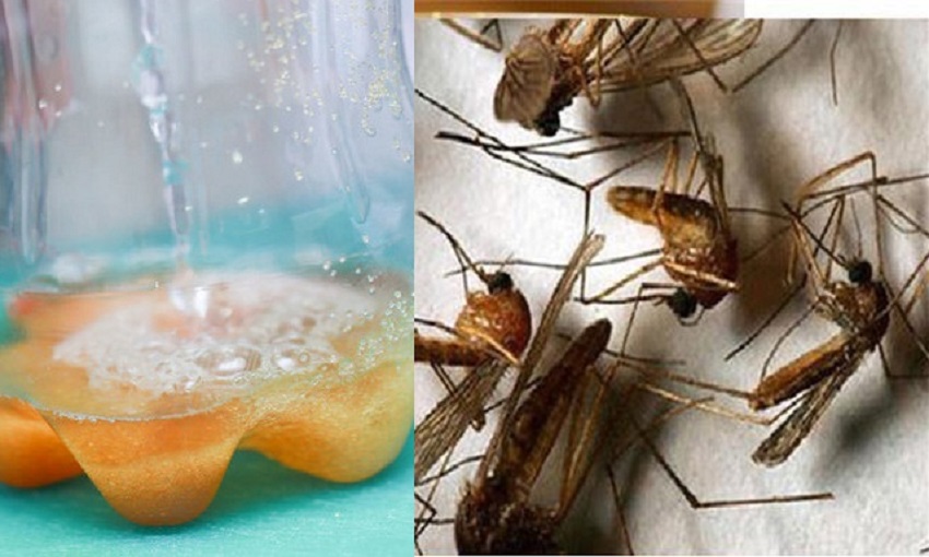 Tuyệt chiêu đuổi muỗi chỉ bằng 1 lon bia