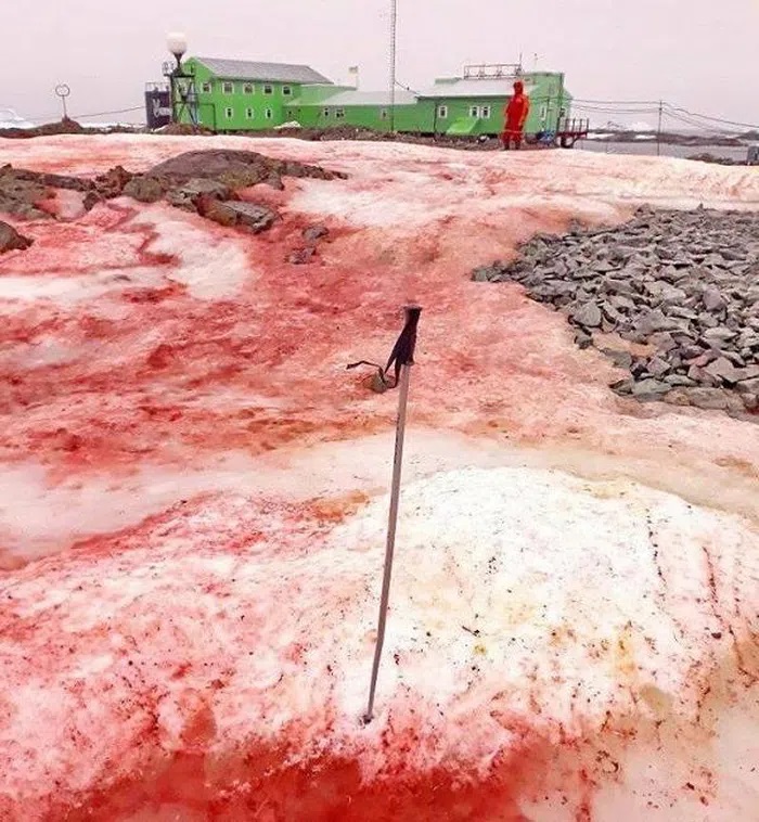 Nam Cực bất ngờ xuất hiện 'tuyết máu', khiến các nhà khoa học vô cùng lo ngại - Ảnh 1