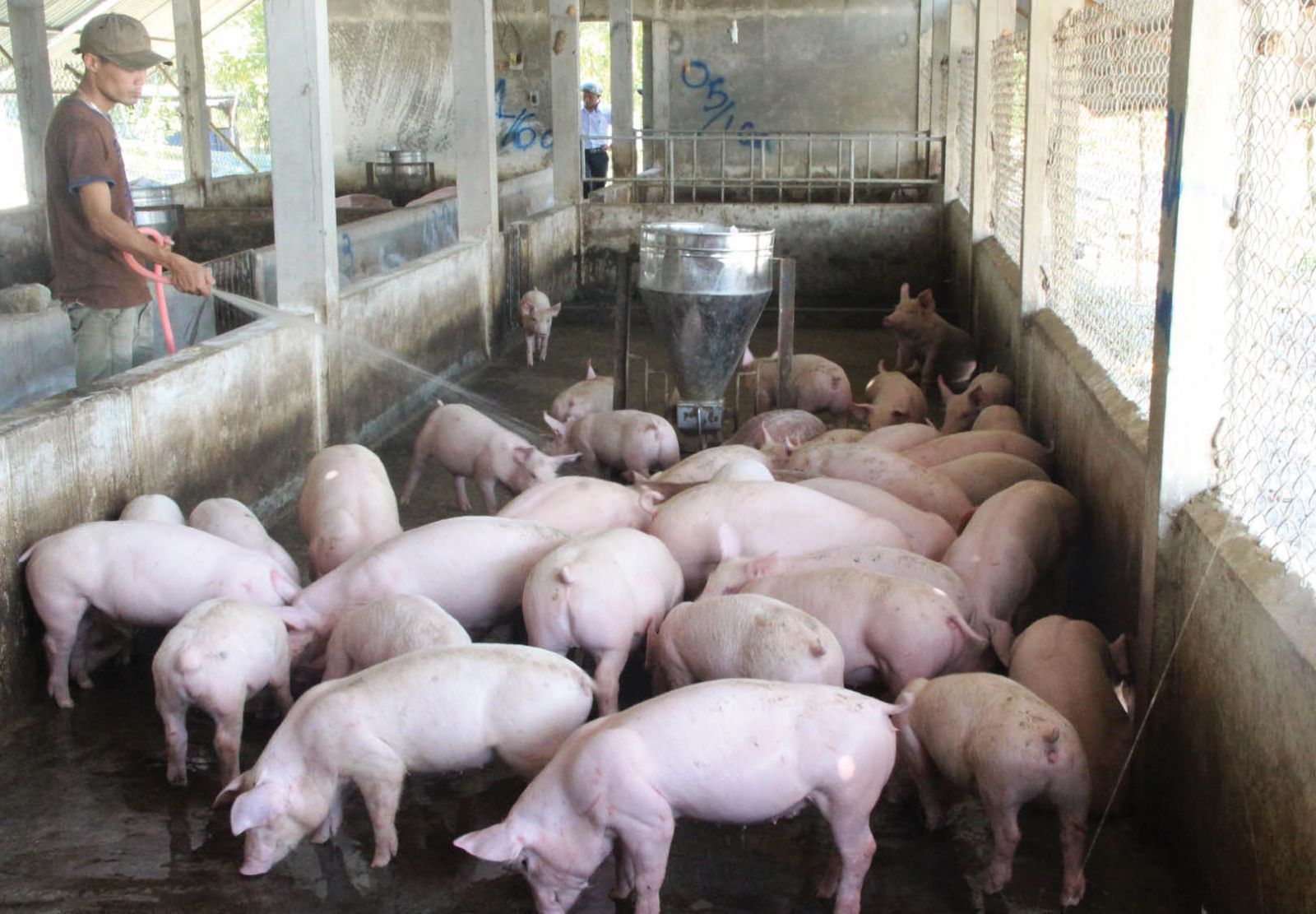 Năm nay, nguồn cung thịt Lợn ổn định và đủ cho thị trường.