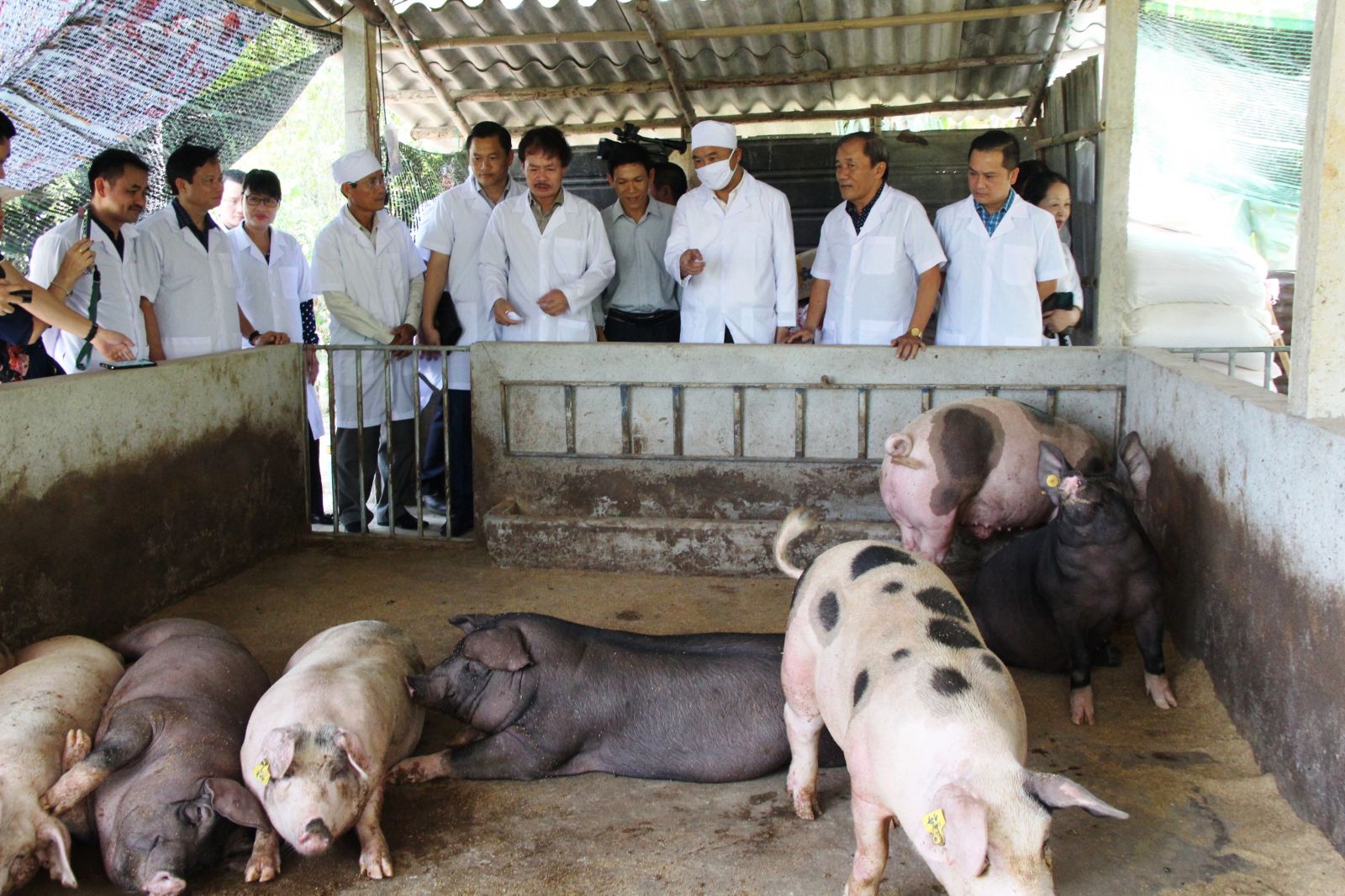Chính quyền các địa phương cấp thiết có biện pháp đảm bảo chất lượng và bình ổn giá thịt lợn dịp cuối năm.