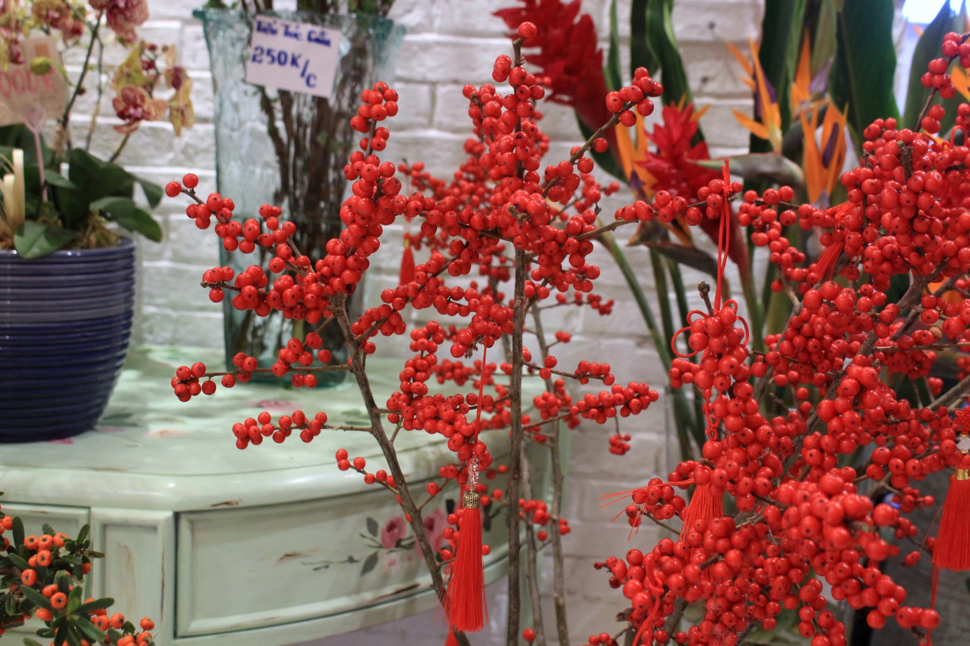 Những năm gần đây, Đào đông đỏ là loại hoa Tết được nhiều người ưa chuộng.