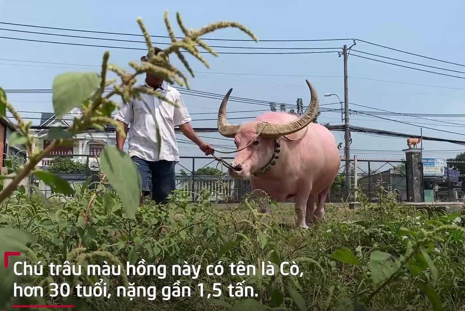 Chú trâu hồng tên Cò là nguồn sức kéo chính của nhà ông Ghên (ảnh VTCnews)