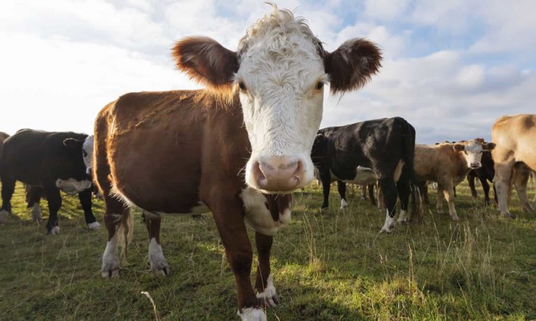 Tỷ lệ bò cái bị đưa đi giết mổ đã vượt quá ngưỡng đảm bảo để tái đàn.
