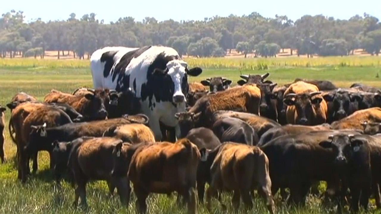 Số lượng đàn bò tại Úc đang suy giảm một cách nhanh chóng.