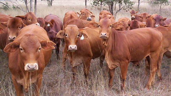 Nếu tình hình hạn hán còn tiếp diễn thì việc đàn bò tại Úc tiếp tục 'biến mất' sẽ không dừng lại.