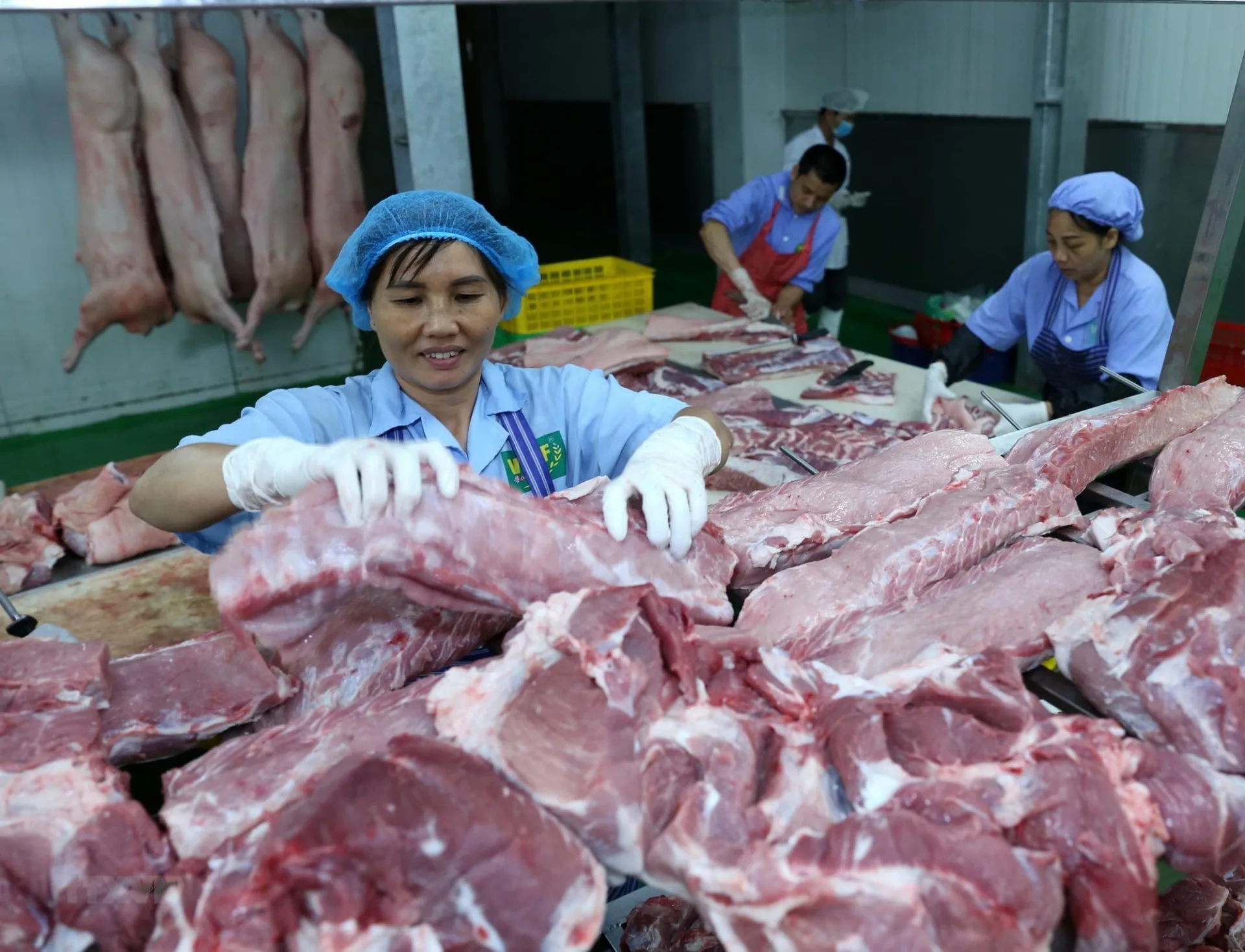Giá thị lơn hơi 12/3: Một số tỉnh miền Bắc tăng giá trở lại, miền Trung vẫn phải đối phó với nguy cơ dịch tả lợn hoành hành. - Ảnh 1