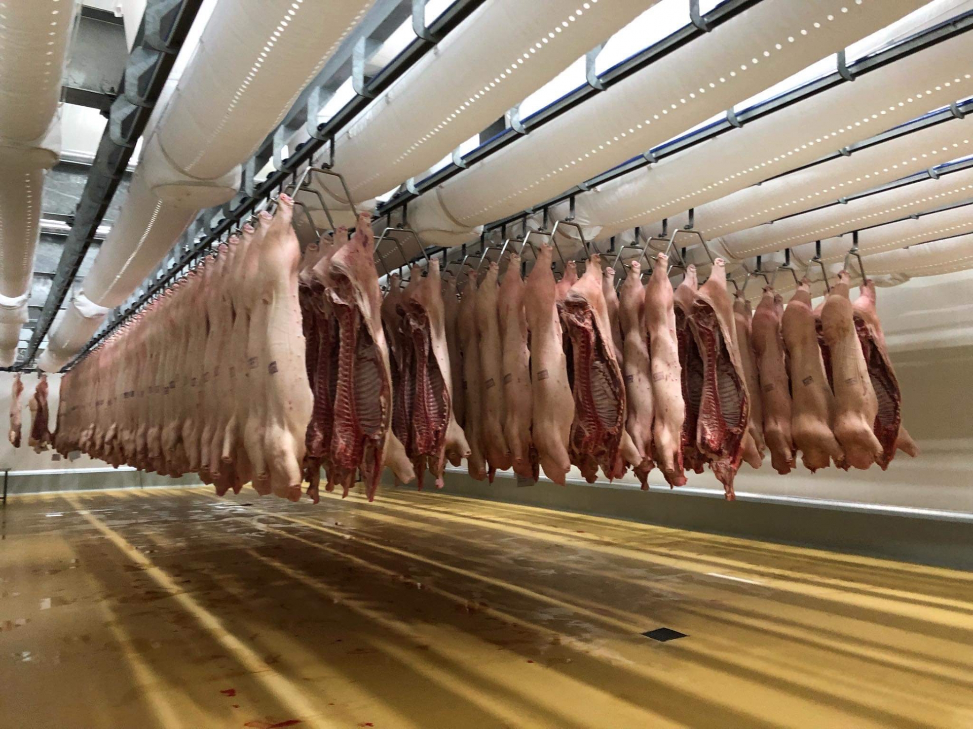 Giá thịt lợn hơi hôm nay 16/3: Tăng giảm trái chiều tại nhiều khu vực - Ảnh 2