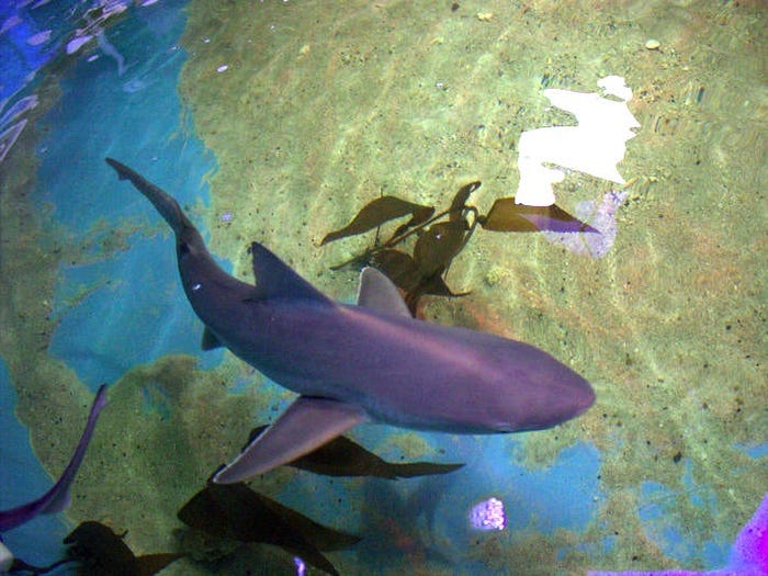 Một chú cá mập cát trong bể bơi nhà Seguine.