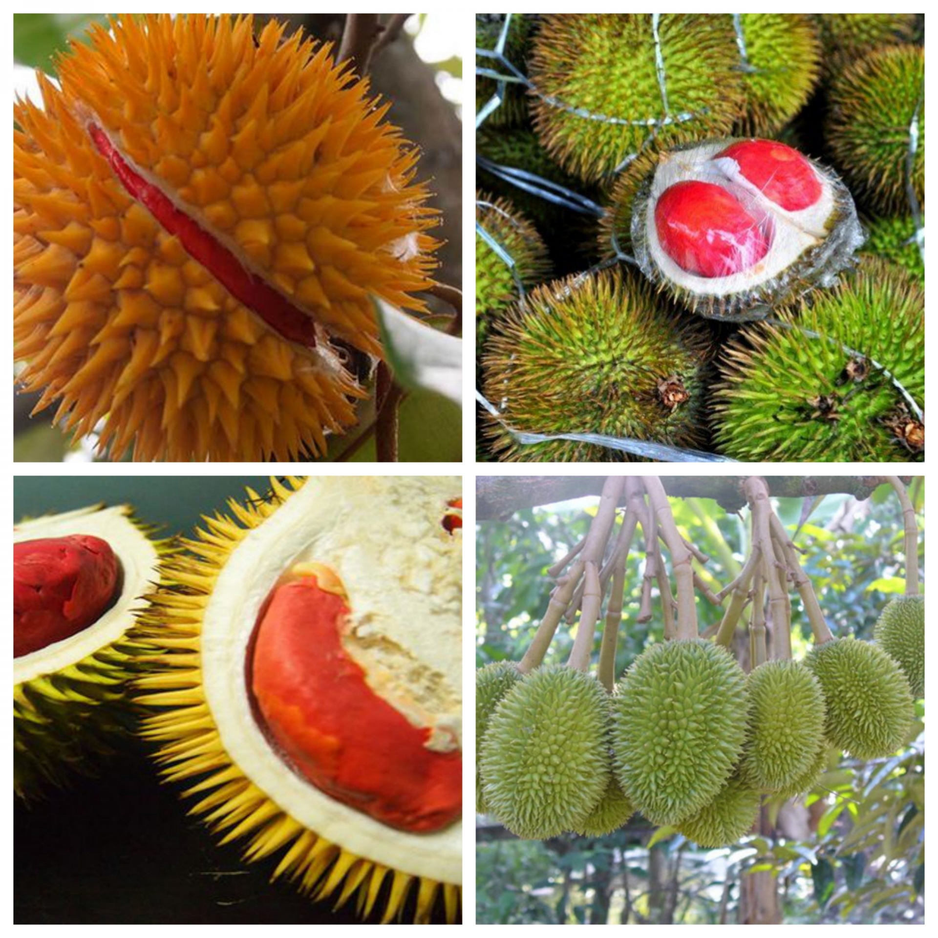 Sầu riêng ruột đỏ là loại quả đặc sản tại bang Sabah – miền Đông Malaysia.