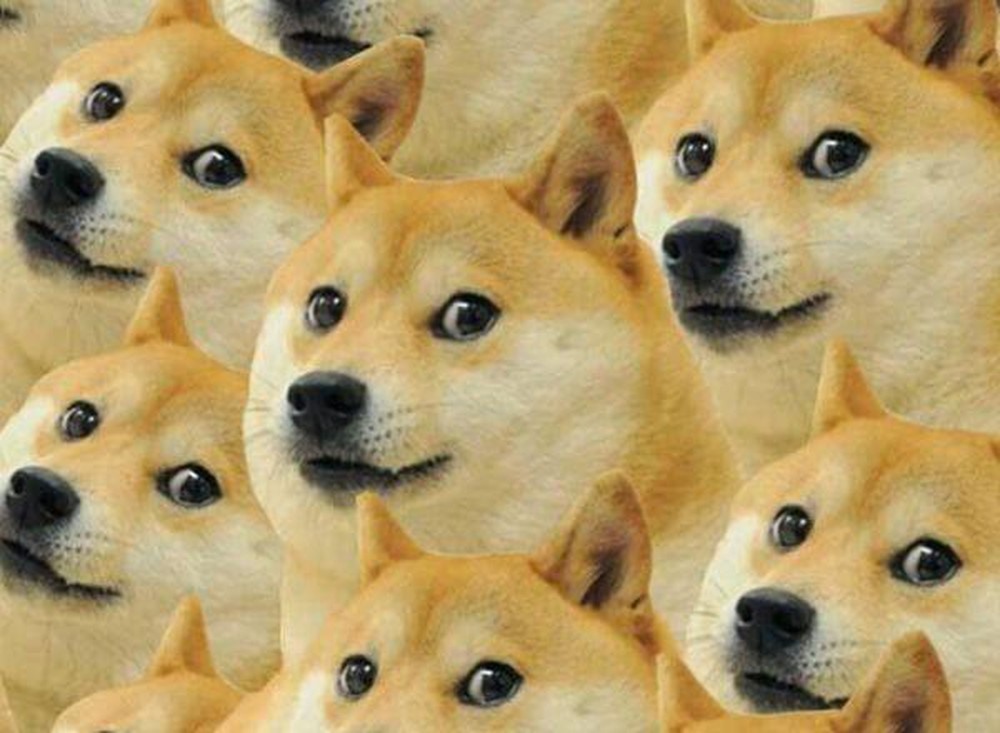 Doge: Cô chó 'hot meme' được chế ảnh nhiều nhất thế giới giờ ra sao