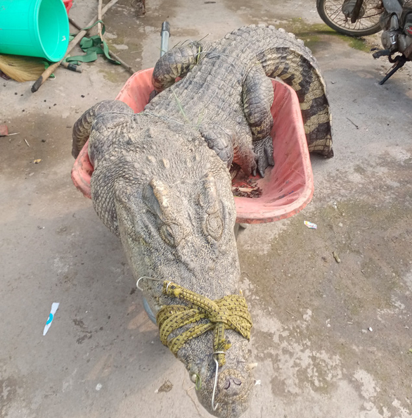 Con cá sấu dài 2m và nặng 70 kg bị chích điện ngất xỉu.