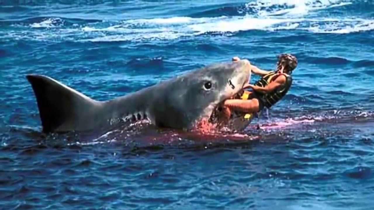 Đừng nghĩ đến chuyện hạ 1 con cá mập dưới biển!