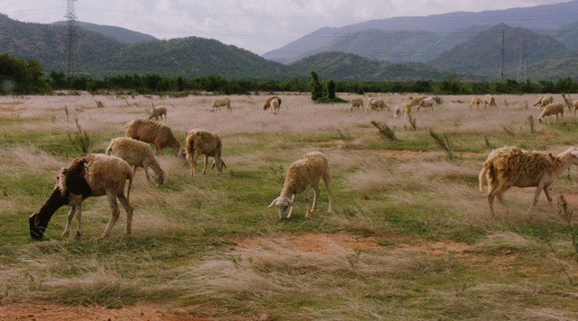 Đen Vâu tung teaser cho ca khúc mới: Trở lại với thảo nguyên du mục, có cừu, có cây, có cỏ, có cào cào - Ảnh 2