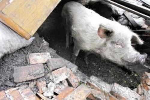 Zhu Jianqiang - Chú lợn sống sót diệu kỳ trong thảm họa động đất Tứ Xuyên sau 36 ngày bị vùi lấp.