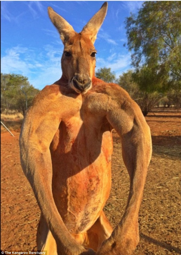 Chú kangaroo Roger nổi tiếng ở Úc với thân hình như VĐV Boxing.