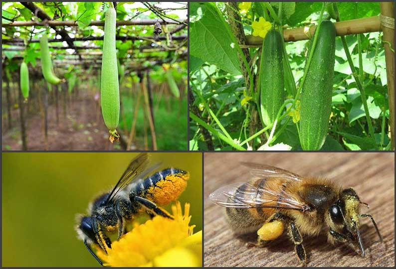 Ong có vai trò rất quan trọng với đời sống con người.