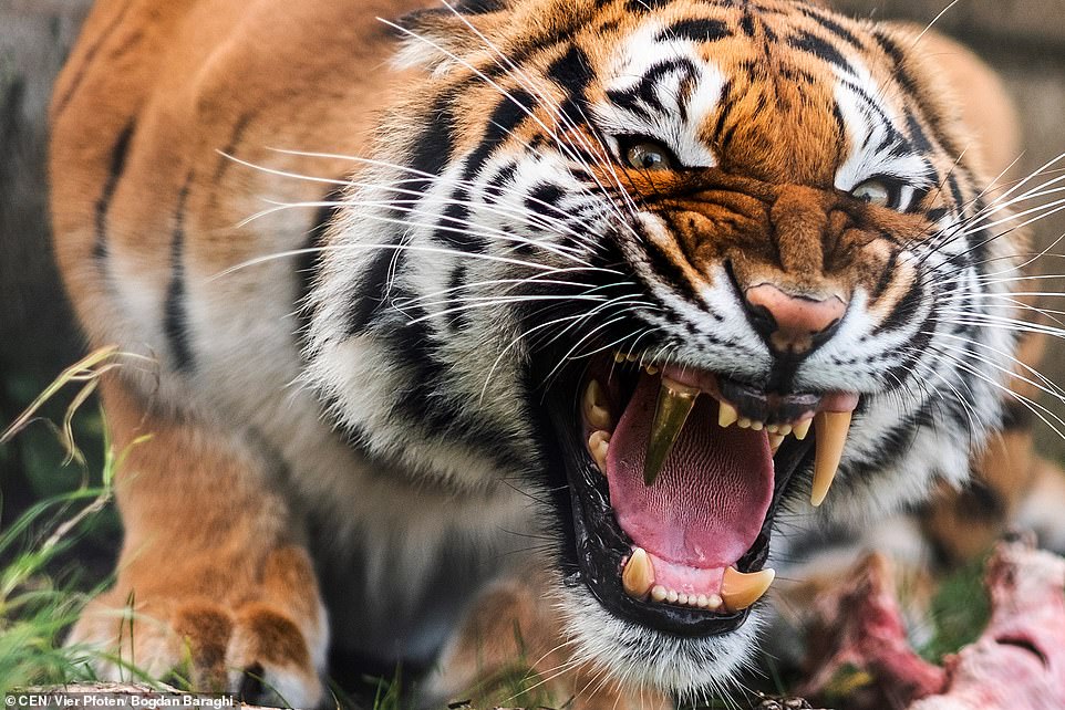 'Nàng hổ' giống Bengal quý hiếm được thay răng giả bằng vàng 'xịn sò'