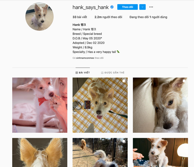 Chú chú Hank của Rosé cũng có tới 2,2 triệu người theo dõi trên Instagram.