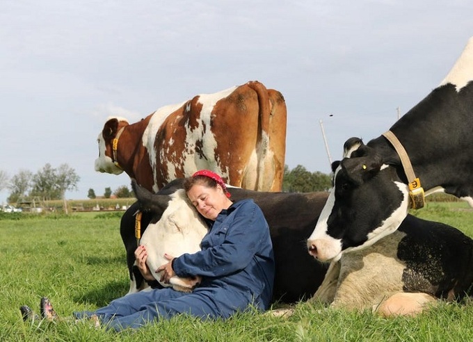 Trào lưu ra đồng ôm bò để giảm căng thẳng