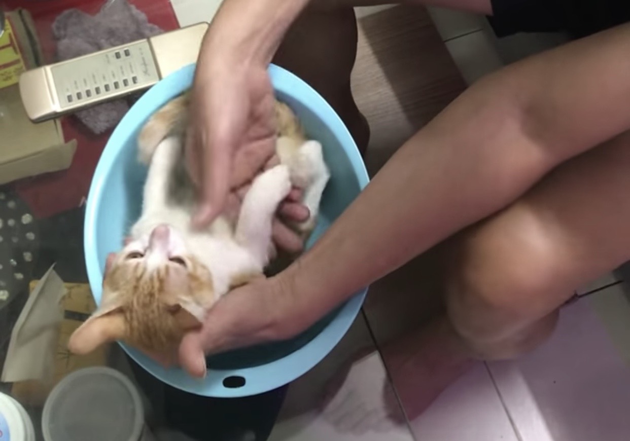 Chú mèo mê diễn xuất làm đạo cụ để ông nội thị phạm cách tắm trẻ sơ sinh