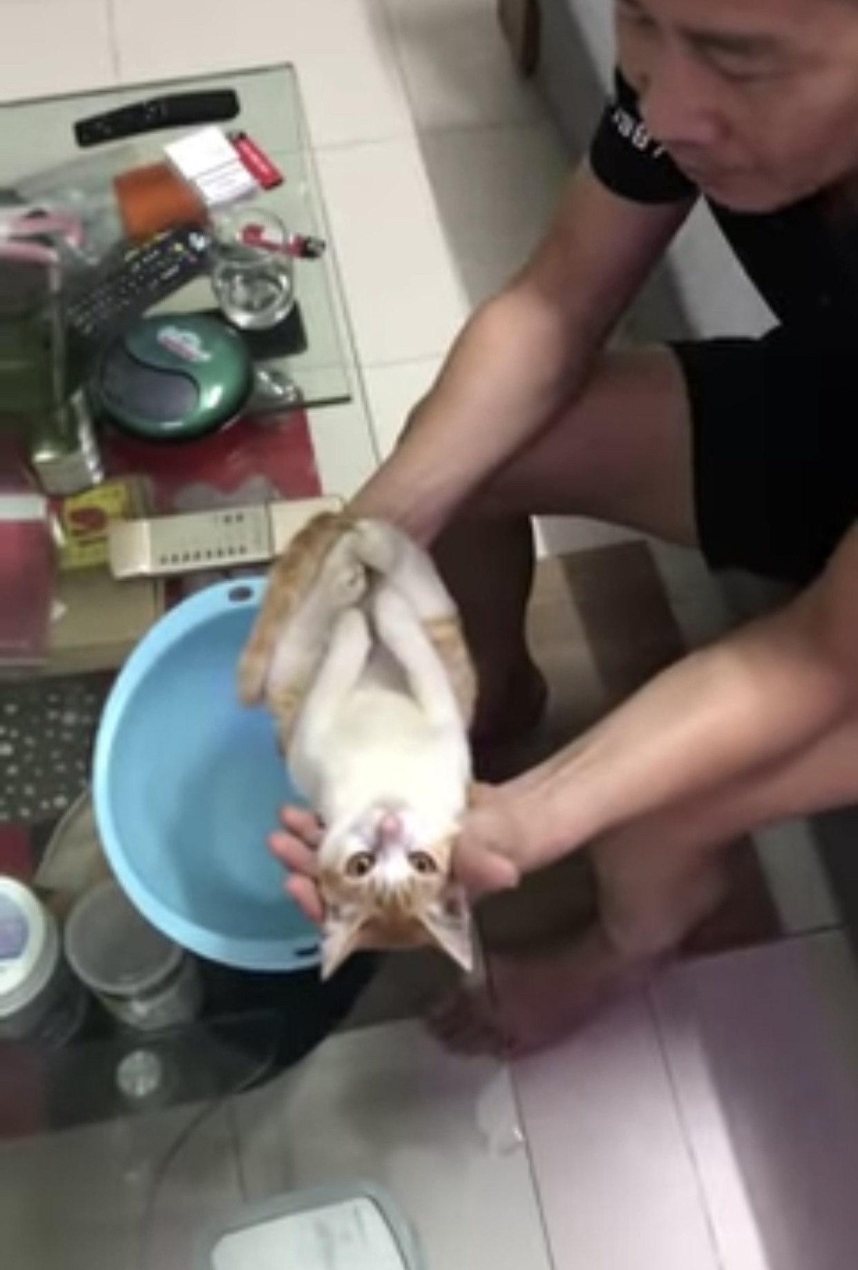 Đoạn clip hướng dẫn cách tắm cho trẻ sơ sinh với 'giáo cụ trực quan' là một chú mèo được chia sẻ rầm rộ trên mạng xã hội.