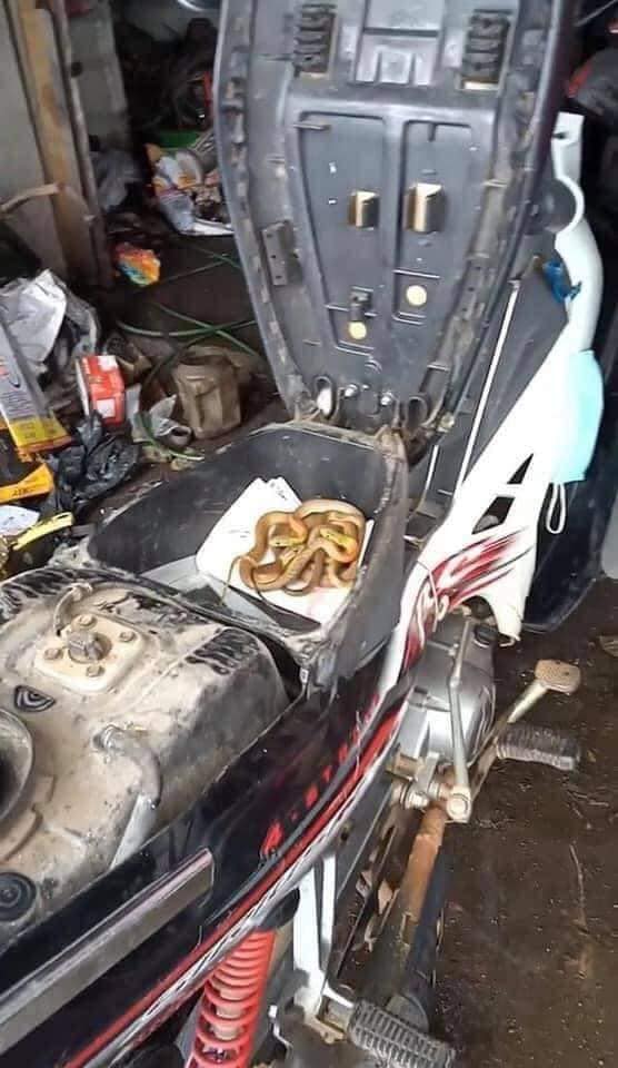 Một chị gái ở Hải Lăng, Quảng Trị khi mang xe máy đi sửa thì hoảng hồn phát hiện ra một ổ rắn lúc nhúc đang cuộn tròn trong cốp xe của mình.