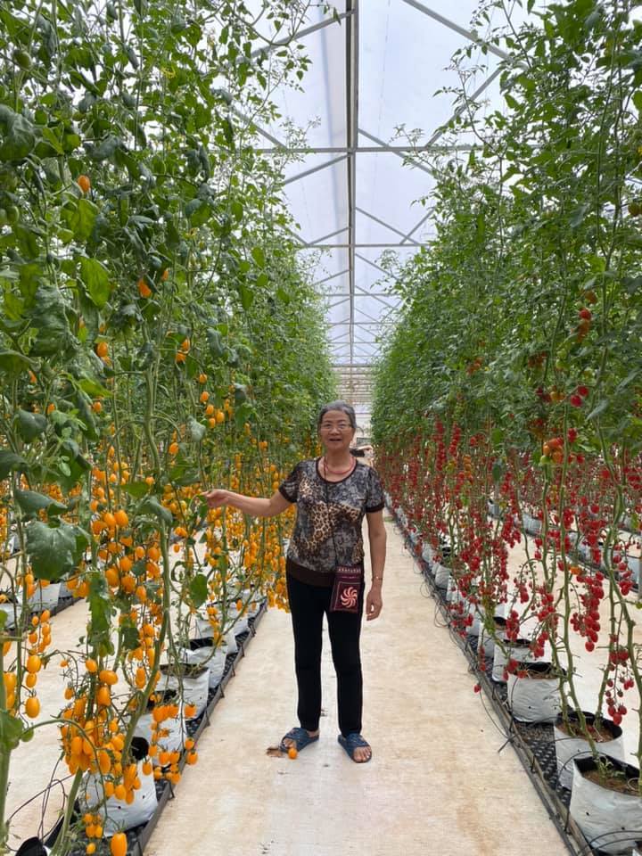 Cụ bà 'check-in' ở một vườn cà chua ở Đà Lạt.