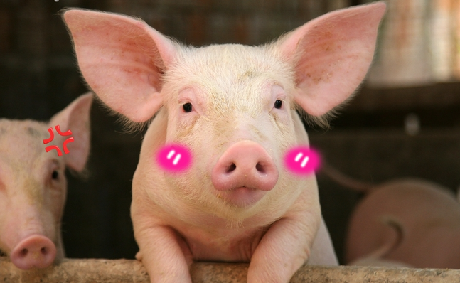 Lợn được xem là biểu tượng của sự sung túc, ấm no.