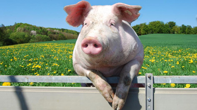 Lợn được xếp thứ 4 trong những loài vật thông minh nhất.