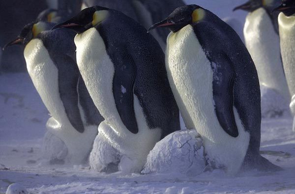 Việc ăn trứng chim cánh cụt được coi là bất hợp pháp ở tất cả các nước trên thế giới.
