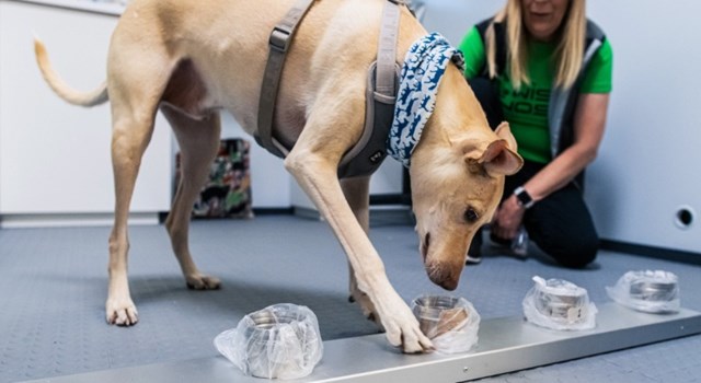 sân bay Helsinki ở Phần Lan đã thử nghiệm cho chó đánh hơi người bị nhiễm Covid-19.