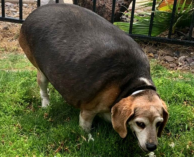 Dân tình phát sốt với hình ảnh chú chó thuộc giống Beagle béo núc ních lan tràn trên mạng xã hội.