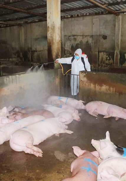 Năm ngoái, Quảng Bình cũng xuất hiện ổ dịch tả lợn châu Phi đầu tiên tại huyện Minh Hóa, với tổng 108 con lợn ốm và chết.