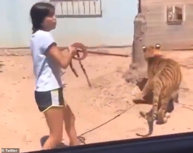 Một bé gái đưa hổ Bengal đi dạo trên đường phố trước con mắt ngạc nhiên của nhiều người.