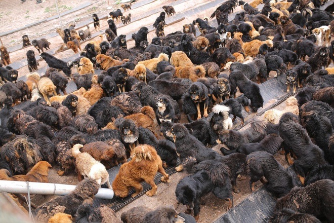 Nhà chức trách củaTây Tạng cho biết, trung bình mỗi tháng có đến 180 trường hợp người bị thương bởi chó hoang.