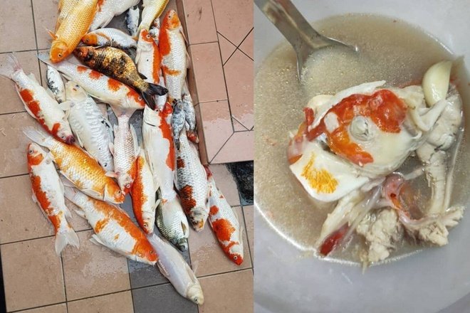 Cô gái nấu 20 con cá Koi thành súp rồi khoe lên mạng