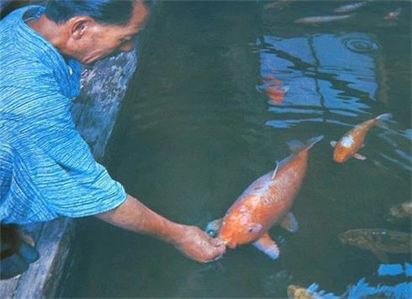 Hiện Hanako là chú cá Koi thọ nhất trên thế giới