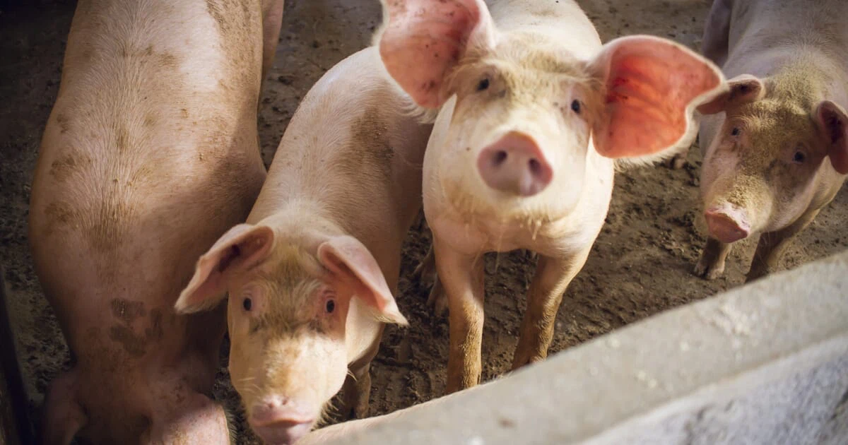 Trường hợp mắc tả lợn châu Phi đầu tiên được Trung Quốc phát hiện là vào tháng 8/2018 tại tỉnh Liêu Ninh,