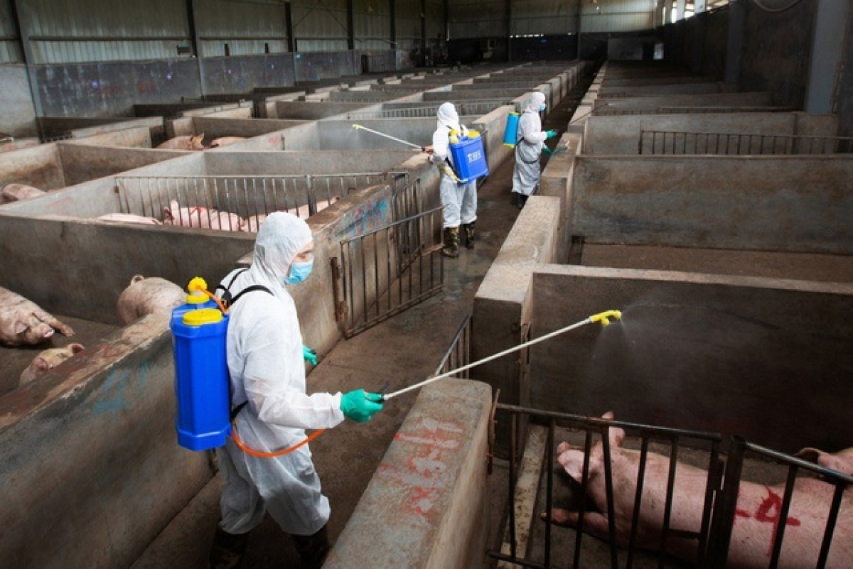Việc kiểm soát dịch vẫn dựa vào việc tiêu hủy các con lợn mắc bệnh.