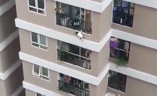 Bé gái rơi từ tầng 12 sẽ xuất viện vào hôm nay, ngày 4/3