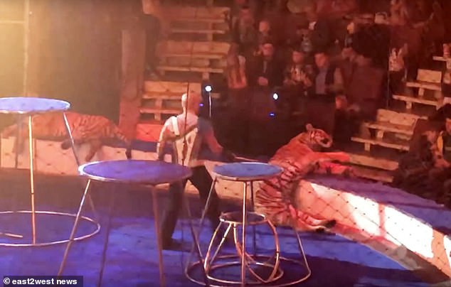 Con hổ cái được huấn luyện bất ngờ bị đóng băng giữa chừng và bị co giật khi biểu diễn.