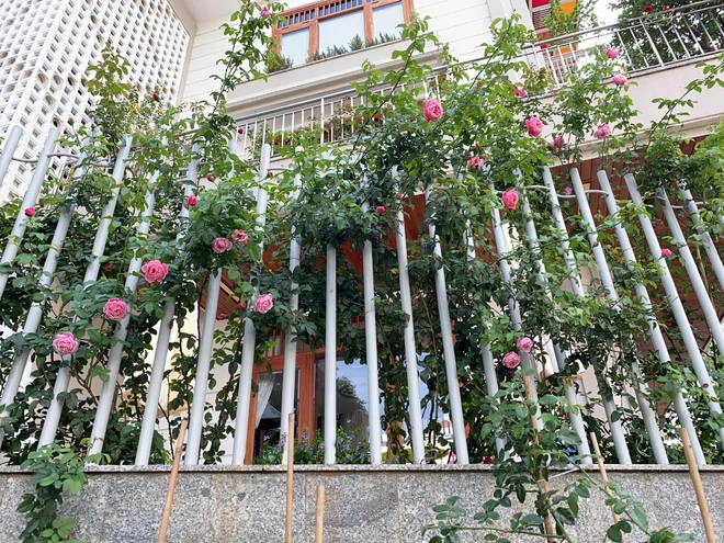 Hoa hồng được phủ kín ở ban công mỗi tầng lầu.
