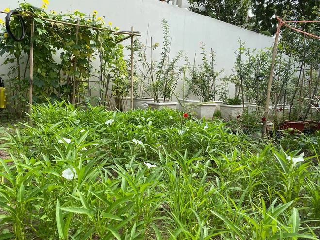 Quý Bình còn dành một không gian sân vườn rộng lớn để trồng thêm rau sạch.