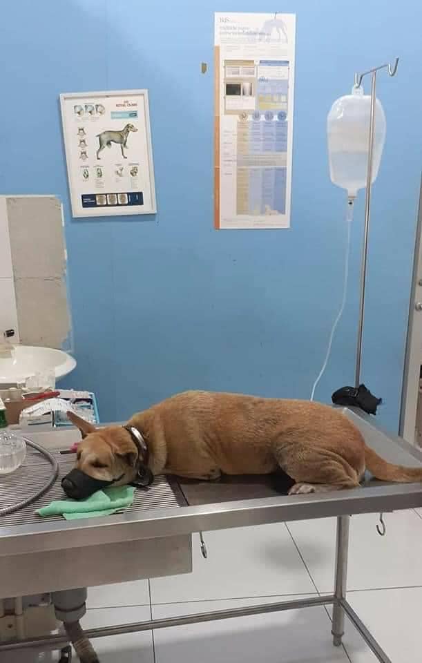 Chú chó sau đó đã được chủ nhân mang đến bệnh viện chữa trị và dần hồi phục sau chấn thương.