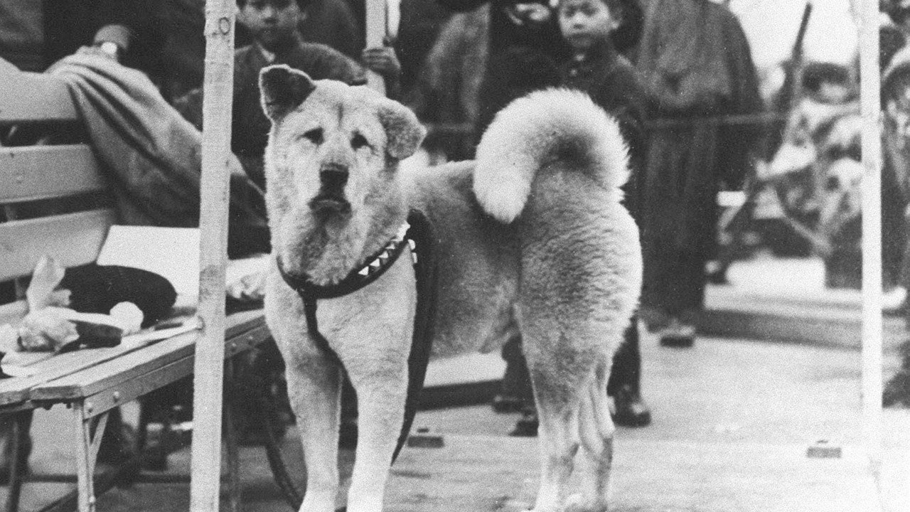Người dân Nhật Bản có lẽ sẽ không quên được hình ảnh chú chó Hachiko một lòng một dạ chờ đợi ông chủ quá cố cho đến khi chết.