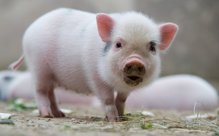 Lợn chính là 1 trong số những động vật thông minh nhất hành tinh.