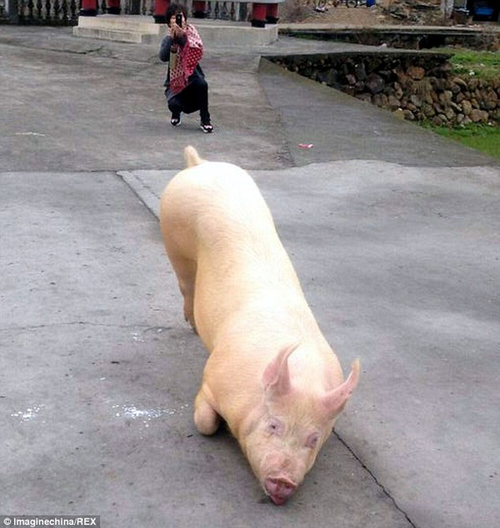 Mạng xã hội từng xôn xao khi chứng kiến đoạn video quay cảnh một chú lợn quỳ gối hàng tiếng đồng hồ trước cổng chùa sau khi phá rào bỏ trốn vì bị bắt tới lò mổ.