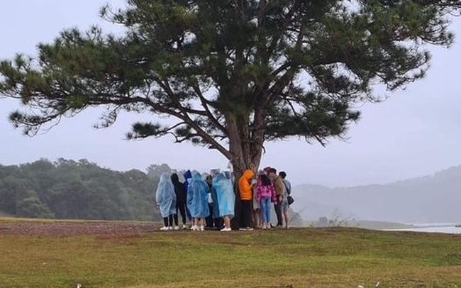 Bức ảnh nhóm du khách trú mưa dưới gốc cây cô đơn ở Đà Lạt