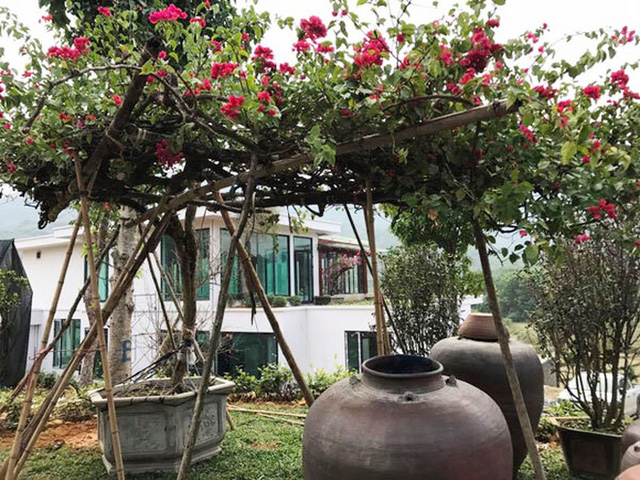 Xung quanh ngôi nhà, chủ nhân sinh năm 1972 đã trồng rất nhiều hoa, cây xanh và những gốc hồng cổ thụ hiếm có